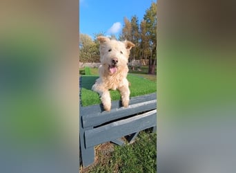 Messi, ein Hund mit viel Potential und einfach nur lieb