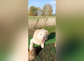 Messi, ein Hund mit viel Potential und einfach nur lieb