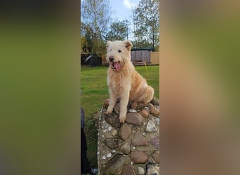 Messi, ein Hund mit viel Potential und einfach nur lieb