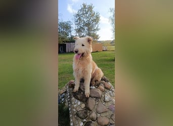 Messi, ein Hund mit viel Potential und einfach nur lieb