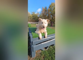 Messi, ein Hund mit viel Potential und einfach nur lieb