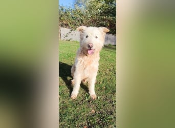 Messi, ein Hund mit viel Potential und einfach nur lieb