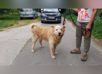 Messi, ein Hund mit viel Potential und einfach nur lieb