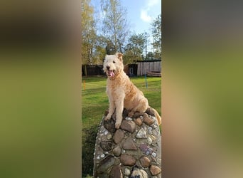 Messi, ein Hund mit viel Potential und einfach nur lieb