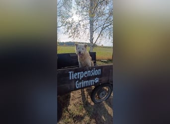 Messi, ein Hund mit viel Potential und einfach nur lieb