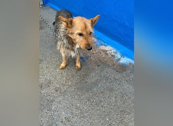 Löwe, ein liebenswerter Zottel