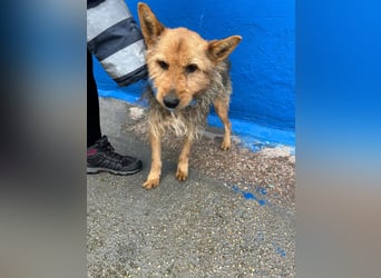 Löwe, ein liebenswerter Zottel