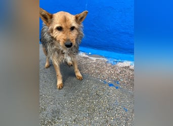 Löwe, ein liebenswerter Zottel