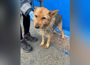 Löwe, ein liebenswerter Zottel