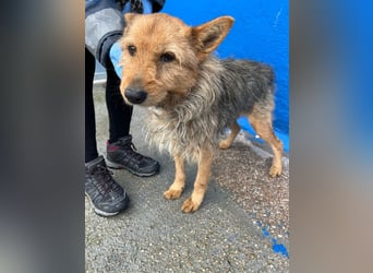 Löwe, ein liebenswerter Zottel