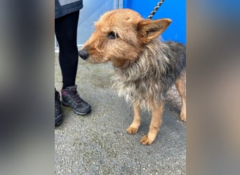 Löwe, ein liebenswerter Zottel