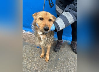 Löwe, ein liebenswerter Zottel