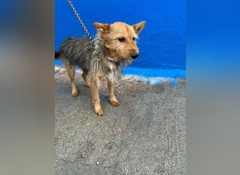 Löwe, ein liebenswerter Zottel