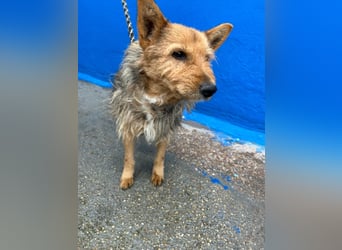 Löwe, ein liebenswerter Zottel