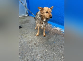 Löwe, ein liebenswerter Zottel