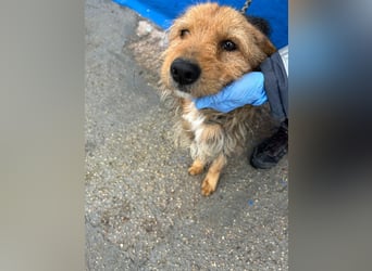 Löwe, ein liebenswerter Zottel