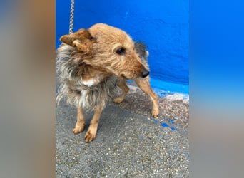 Löwe, ein liebenswerter Zottel