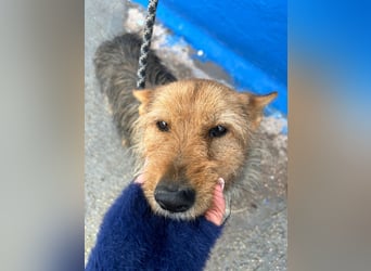 Löwe, ein liebenswerter Zottel