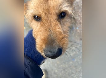 Löwe, ein liebenswerter Zottel