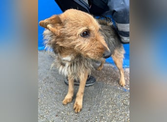 Löwe, ein liebenswerter Zottel