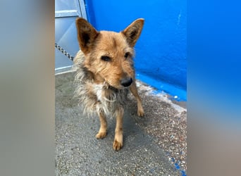 Löwe, ein liebenswerter Zottel