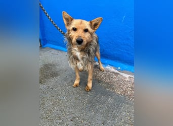 Löwe, ein liebenswerter Zottel