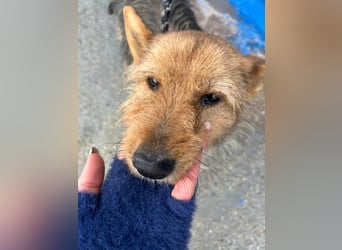 Löwe, ein liebenswerter Zottel