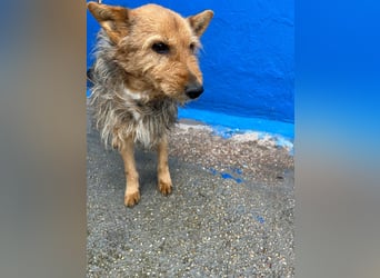 Löwe, ein liebenswerter Zottel