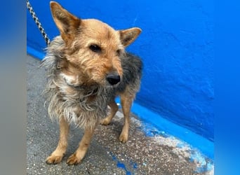 LÖWE ein absoluter Schatz