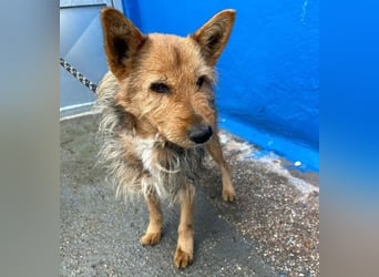 LÖWE ein absoluter Schatz