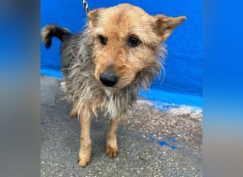 LÖWE ein absoluter Schatz