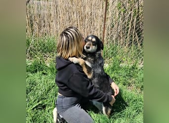 HENRY ♥ - Gerettet aus Horror Tötung Slatina, Ostern'22