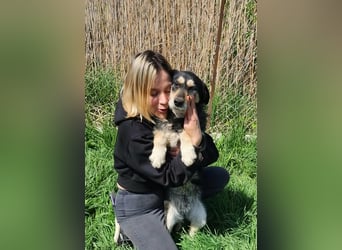 HENRY ♥ - Gerettet aus Horror Tötung Slatina, Ostern'22