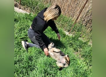 HENRY ♥ - Gerettet aus Horror Tötung Slatina, Ostern'22