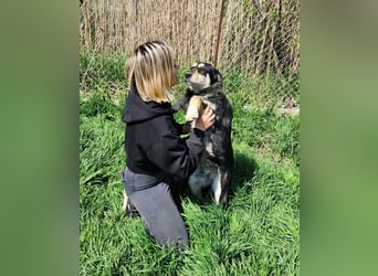 HENRY ♥ - Gerettet aus Horror Tötung Slatina, Ostern'22