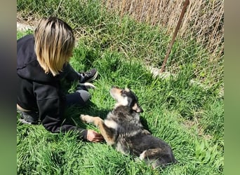 HENRY ♥ - Gerettet aus Horror Tötung Slatina, Ostern'22