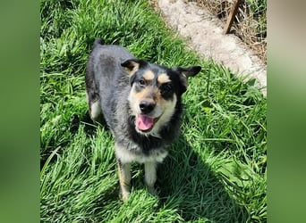 HENRY ♥ - Gerettet aus Horror Tötung Slatina, Ostern'22