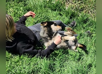 HENRY ♥ - Gerettet aus Horror Tötung Slatina, Ostern'22