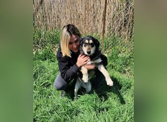 HENRY ♥ - Gerettet aus Horror Tötung Slatina, Ostern'22