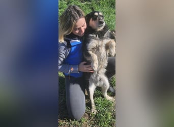 HENRY ♥ - Gerettet aus Horror Tötung Slatina, Ostern'22