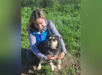 HENRY ♥ - Gerettet aus Horror Tötung Slatina, Ostern'22