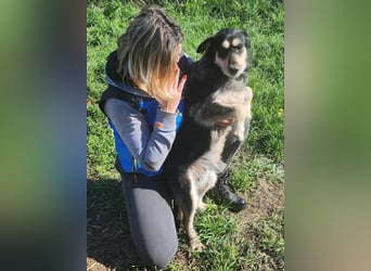 HENRY ♥ - Gerettet aus Horror Tötung Slatina, Ostern'22