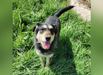 HENRY ♥ - Gerettet aus Horror Tötung Slatina, Ostern'22