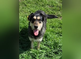 HENRY ♥ - Gerettet aus Horror Tötung Slatina, Ostern'22