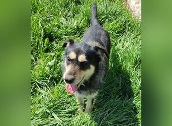 HENRY ♥ - Gerettet aus Horror Tötung Slatina, Ostern'22