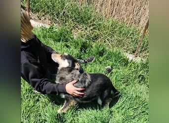 HENRY ♥ - Gerettet aus Horror Tötung Slatina, Ostern'22