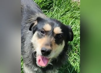 HENRY ♥ - Gerettet aus Horror Tötung Slatina, Ostern'22