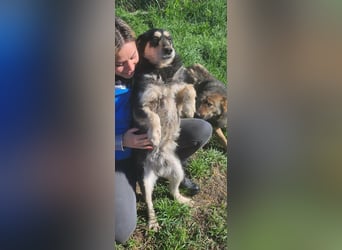 HENRY ♥ - Gerettet aus Horror Tötung Slatina, Ostern'22