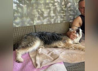 Susie ein Engel auf 4 Pfoten