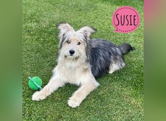 Susie ein Engel auf 4 Pfoten